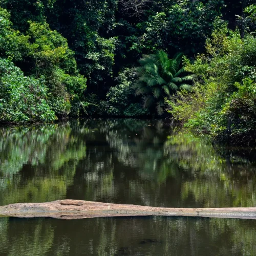 Rio Coqui